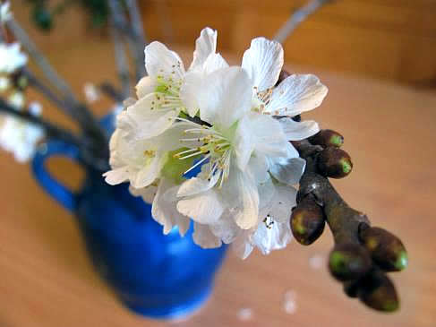 Barbarazweig - a cherry branch placed in water on 4 December.