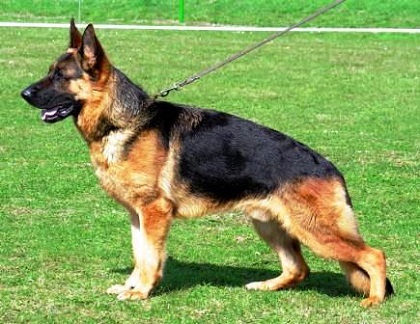 German Shepherd - The Ultimate Service Dog - German Culture