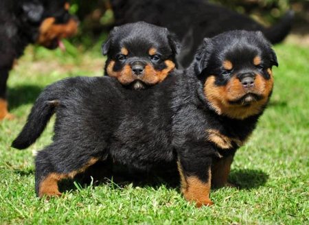 dogs similar to rottweiler