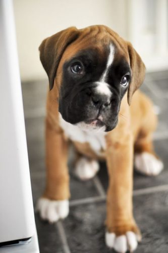 long hair boxer dog