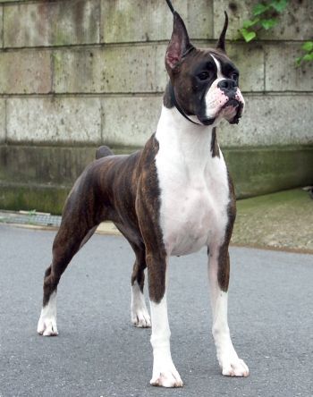 German Dog Breeds: Boxer - German Culture