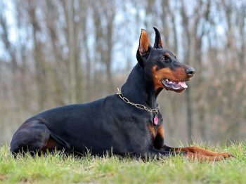 63+ Doberman Long Ears