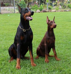 european doberman