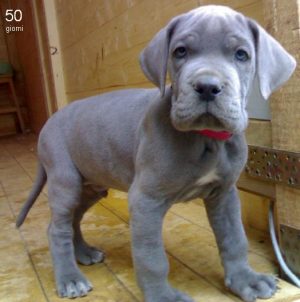 Great dane best sale biggest dog breed