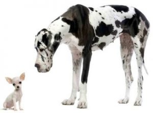 can a chihuahua mate with a great dane