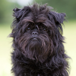 small german dog breeds