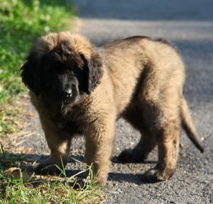 large german dog breeds