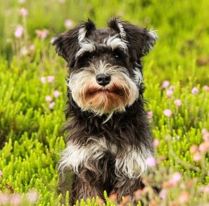 german toy dog breeds