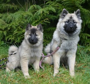 medium fluffy dog breeds