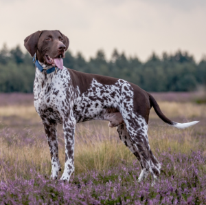 German hunting dogs store list