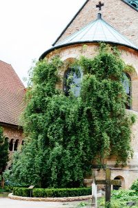 The Thousand-year Rose of Hildesheim