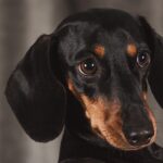 The Dachshund: A Spotlight on Germany's Endearing Canine Icon