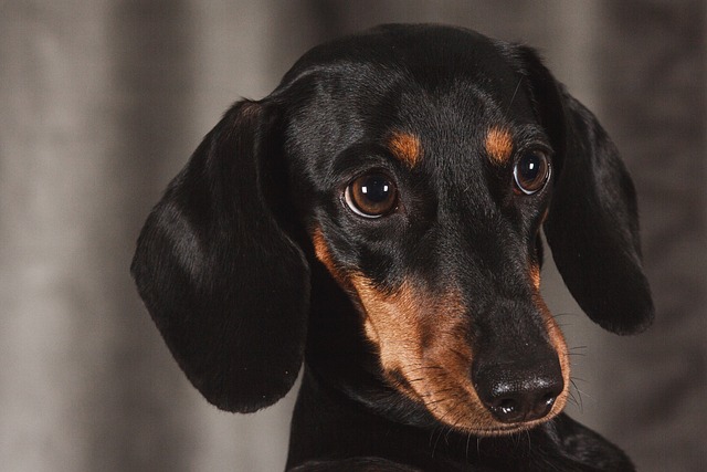 Dog, Dachshund with Dark Tan Eyebrows and Muzzle, Dark Bluish Gray