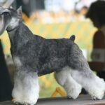 German dog breeds: Schnauzer