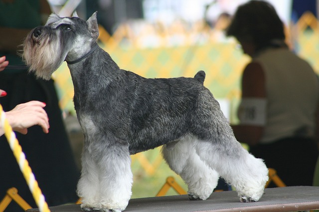 German schnauzer best sale