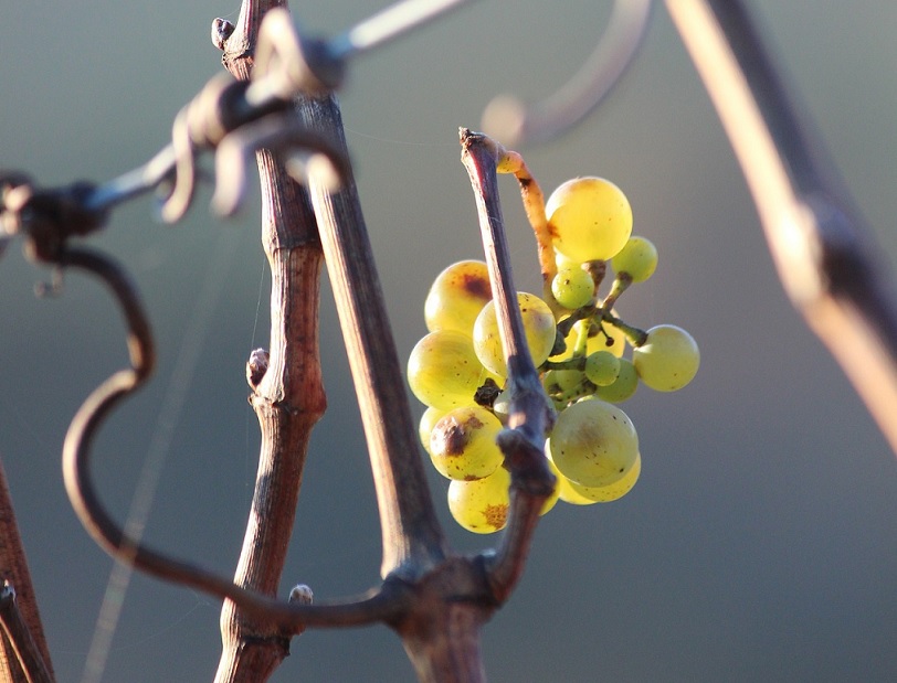 German Eiswein - Ice Wine