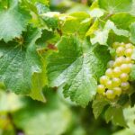 Riesling: The Crown Jewel of German Viticulture