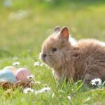 The German Easter Bunny: The Origin of the Osterhase