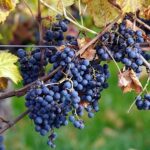 Germany’s Wine Regions: A Traveler’s Guide
