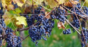 Germany’s Wine Regions: A Traveler’s Guide