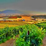 Exploring the Rhine Valley: Castles, Riesling, and Wine Towns
