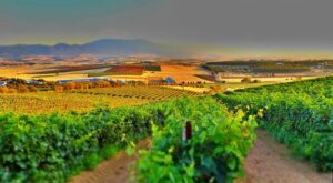Exploring the Rhine Valley: Castles, Riesling, and Wine Towns