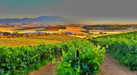 Exploring the Rhine Valley: Castles, Riesling, and Wine Towns