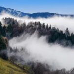 Misty Black Forest (Schwarzwald)